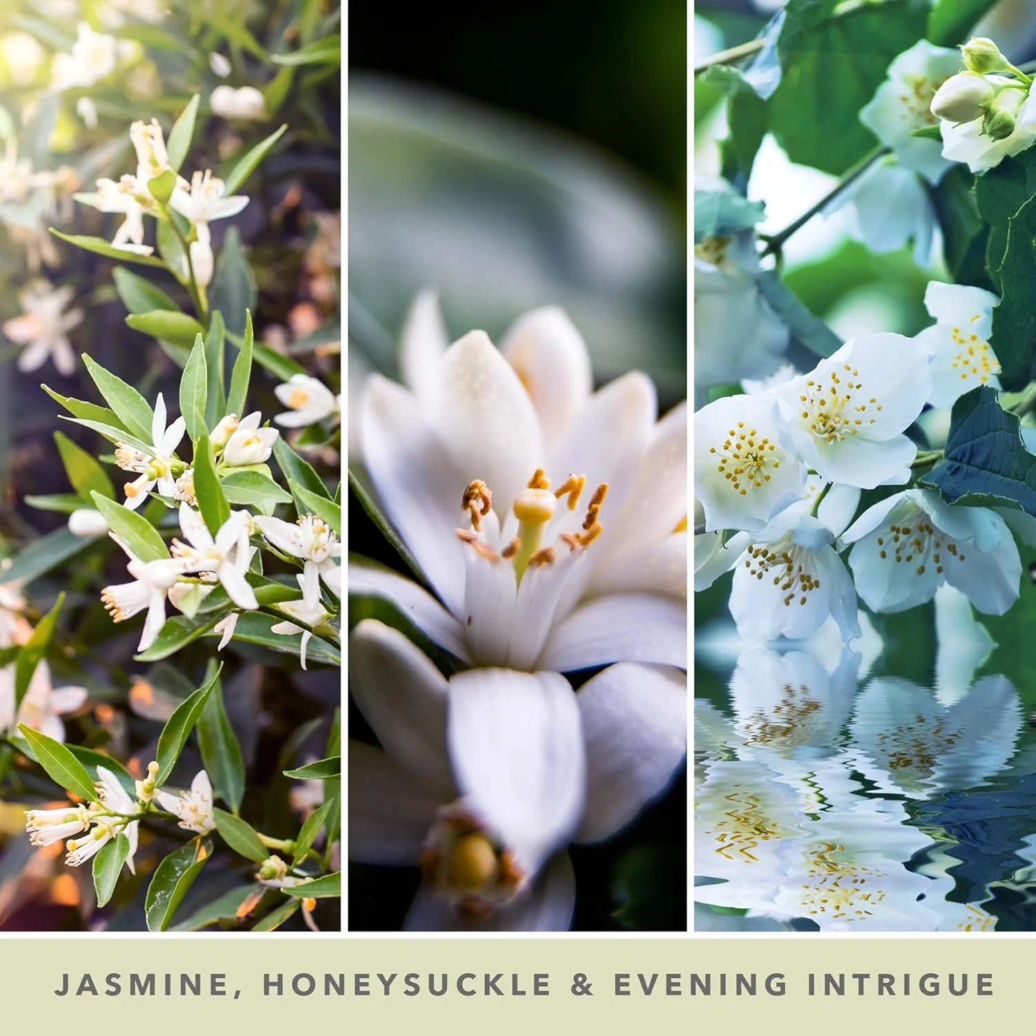Yankee Candle Midnight Jasmine - Image 2